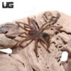 Amazon Blue Bloom Bird Eater Tarantula (1 – 2”)