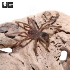 Amazon Blue Bloom Bird Eater Tarantula (1 – 2”)