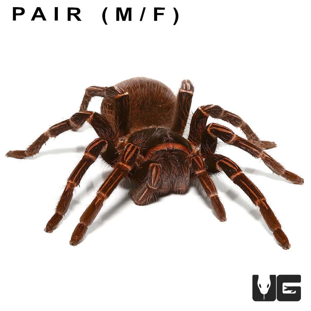 Pair: Amazon Giant Striped Birdeater Tarantula (3 – 4”)