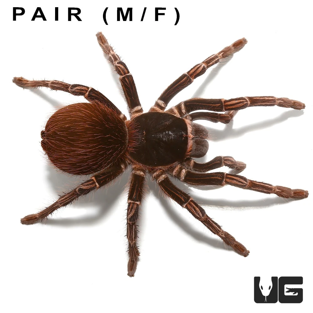 Pair: Amazon Giant Striped Birdeater Tarantula (3 – 4”) - Image 2
