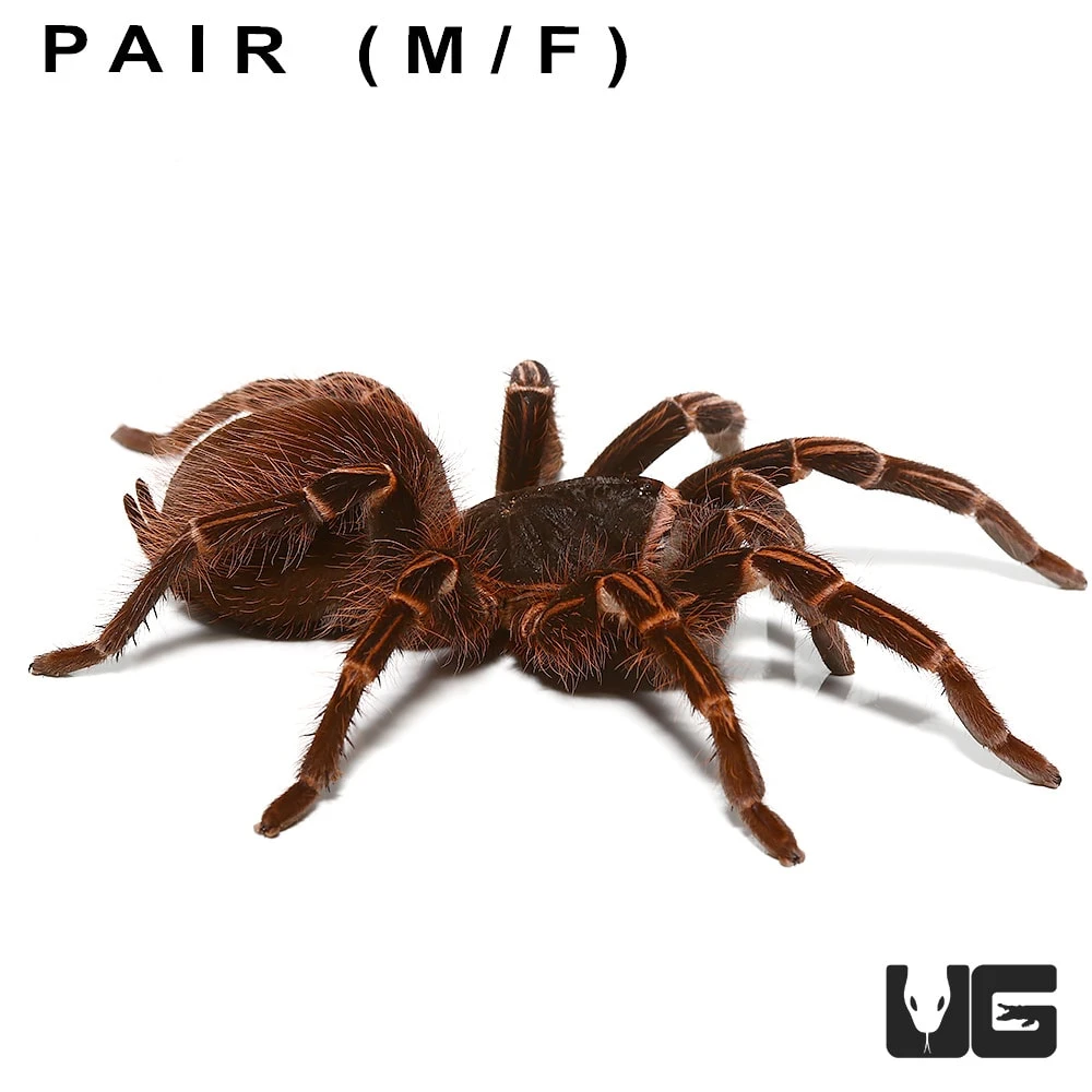 Pair: Amazon Giant Striped Birdeater Tarantula (3 – 4”) - Image 4