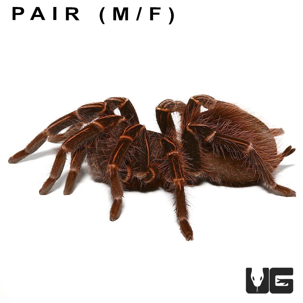 Pair: Amazon Giant Striped Birdeater Tarantula (3 – 4”) - Image 3