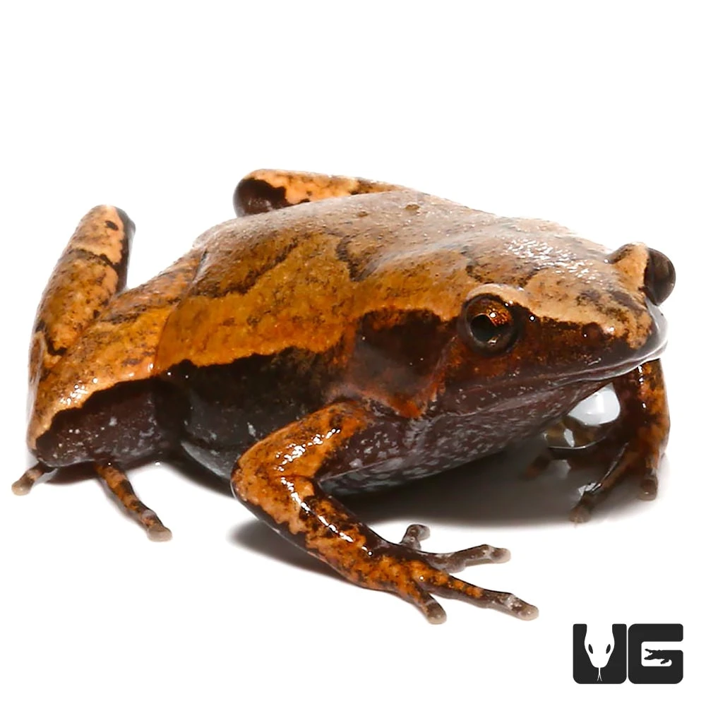 Amazon Sheep Frog