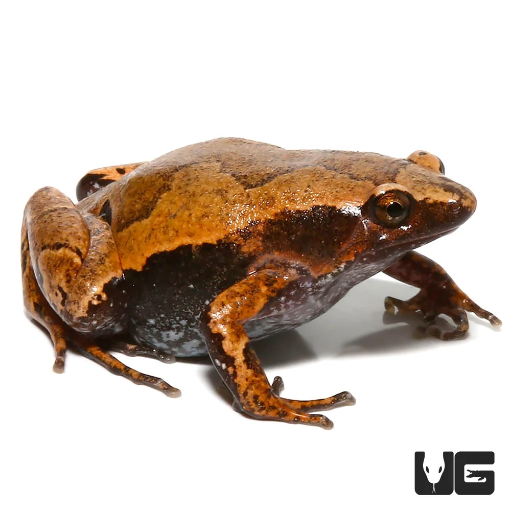 Amazon Sheep Frog - Image 3