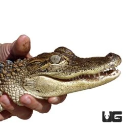 American Alligator