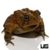 American Toad