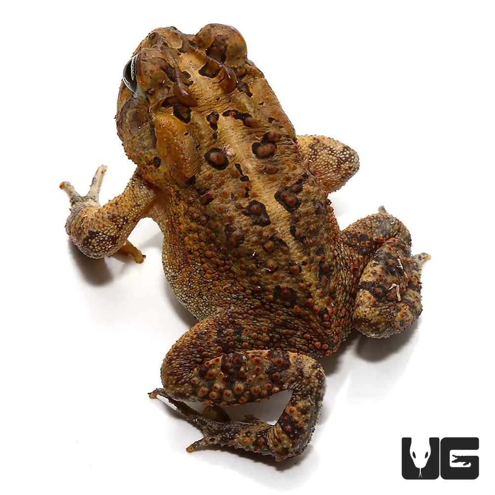 American Toad - Image 2