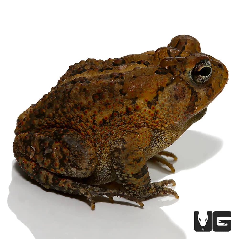 American Toad - Image 3