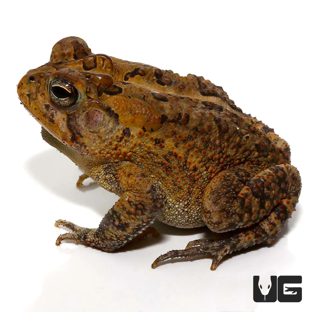 American Toad - Image 4