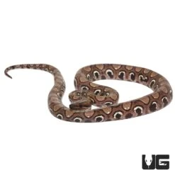 Yearling Female Anery Brazilian Rainbow Boa (#1)