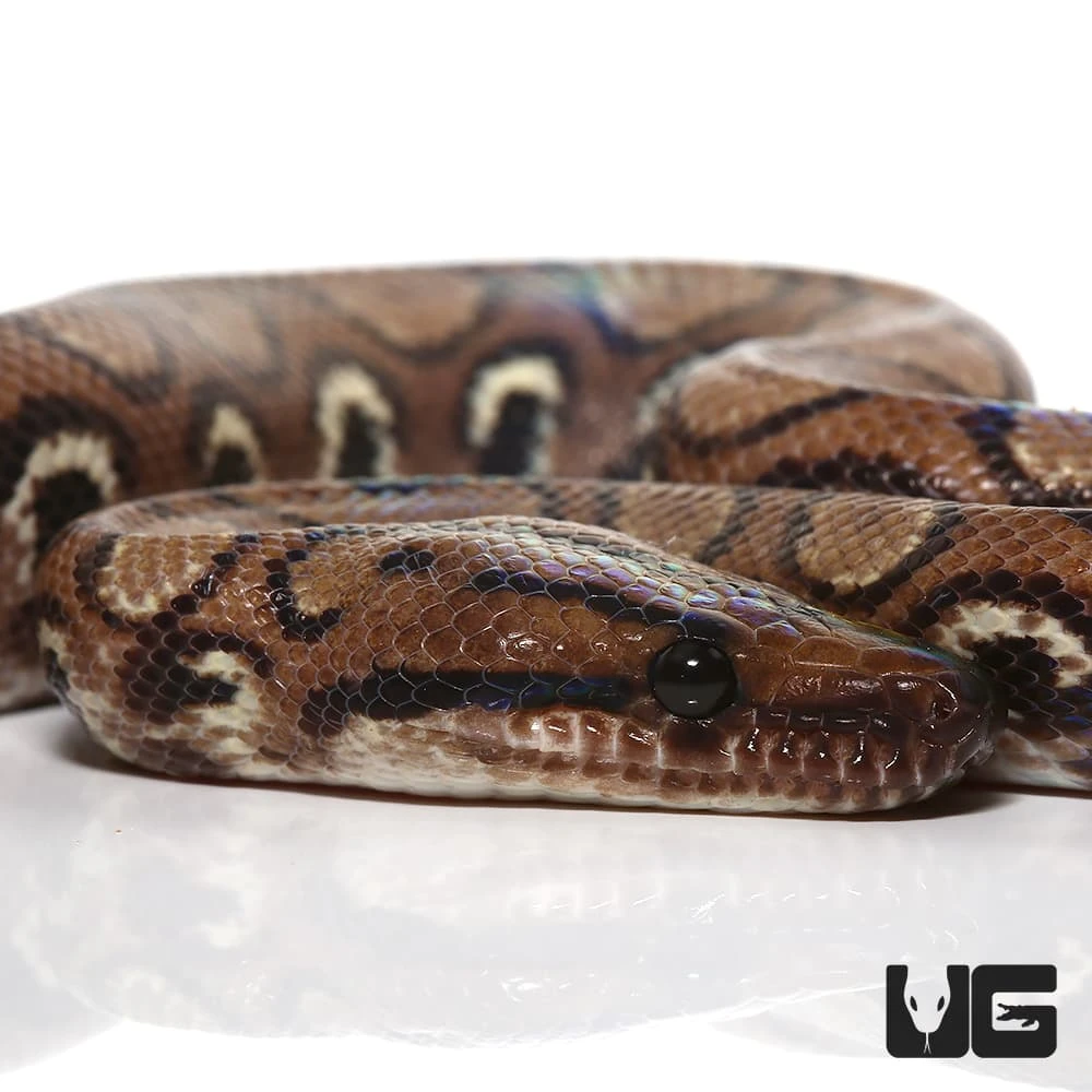 Yearling Female Anery Brazilian Rainbow Boa (#2) - Image 2