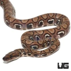 Yearling Female Anery Brazilian Rainbow Boa (#2)