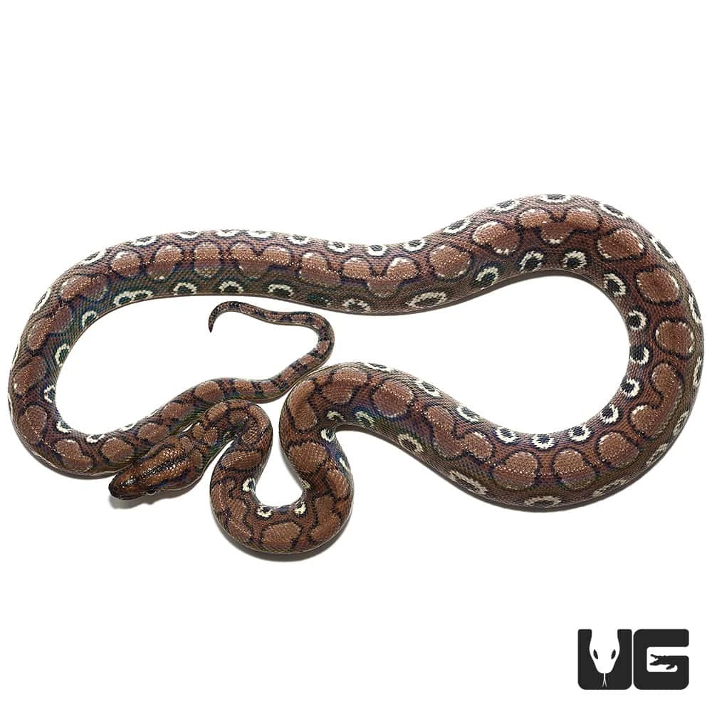 Yearling Female Anery Brazilian Rainbow Boa (#3) - Image 3