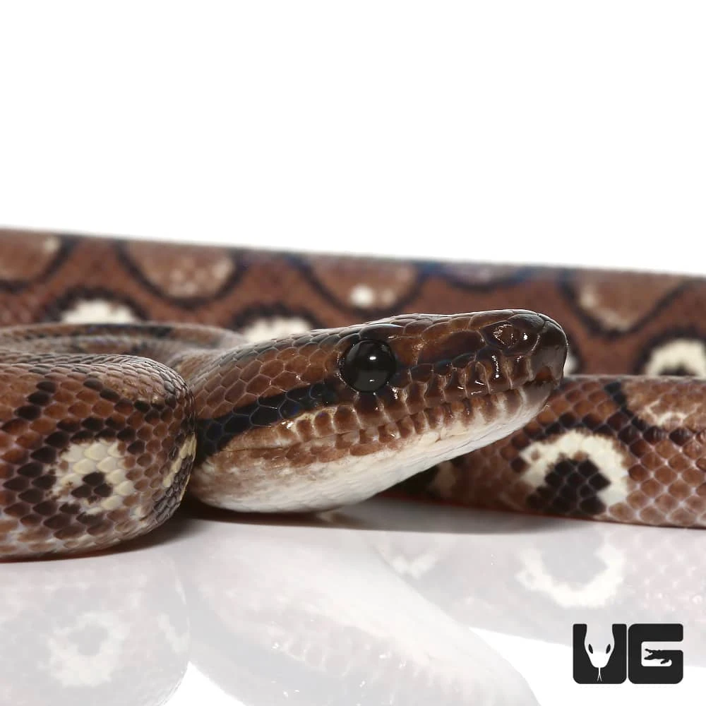 Yearling Female Anery Brazilian Rainbow Boa (#3) - Image 2