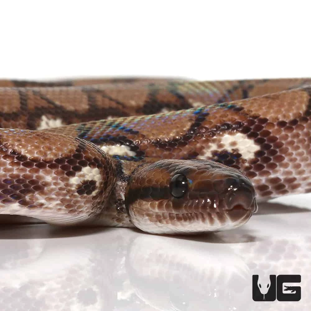 Yearling Female Anery Brazilian Rainbow Boa (#4) - Image 2