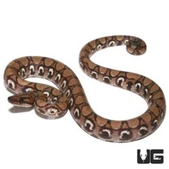 Yearling Female Anery Brazilian Rainbow Boa (#4)