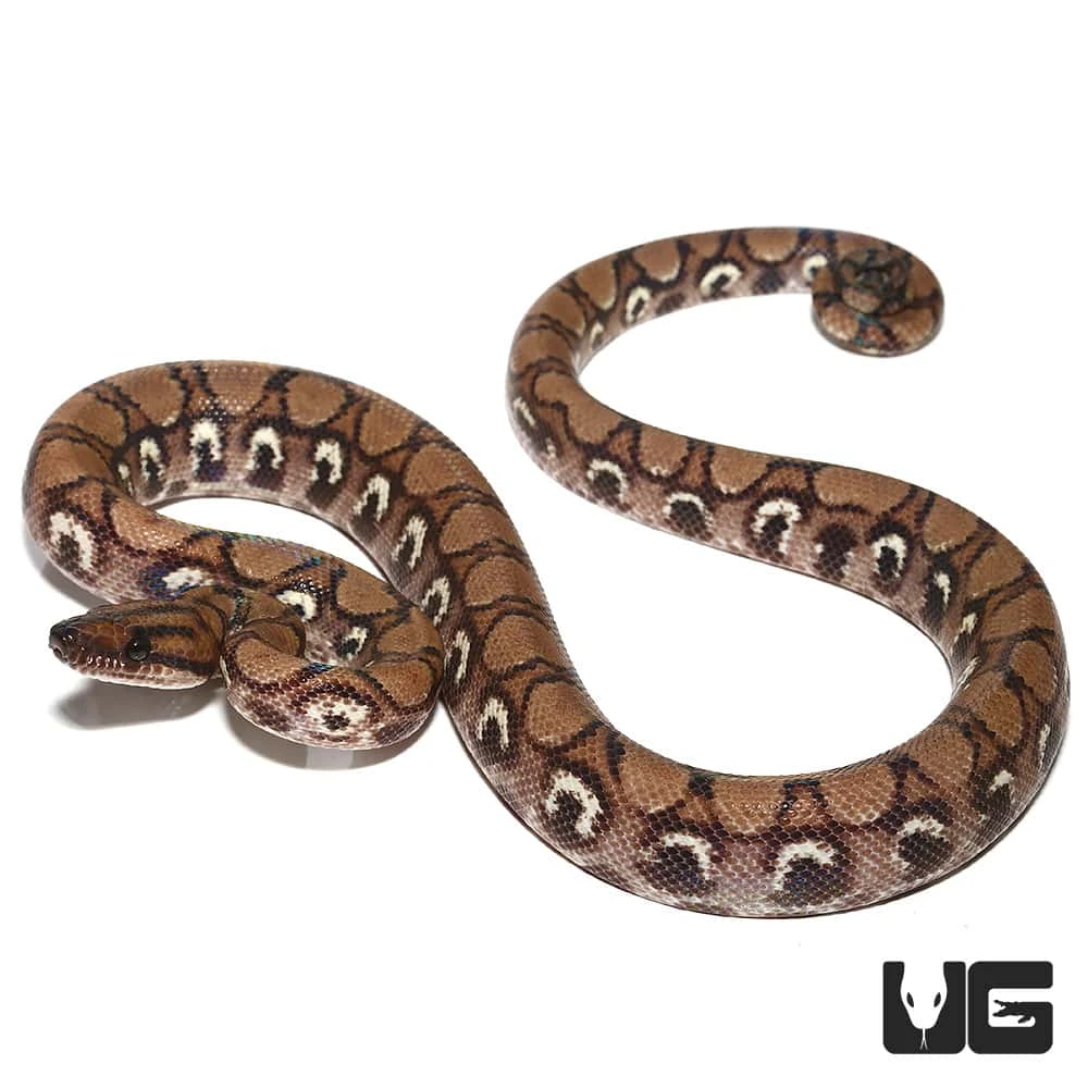 Yearling Female Anery Brazilian Rainbow Boa (#4)