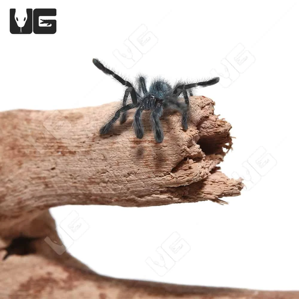 Antilles Pinktoe Tarantula (.25 β .75β) - Image 3