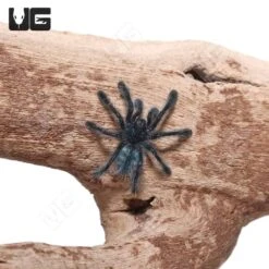 Antilles Pinktoe Tarantula (.25 – .75”)