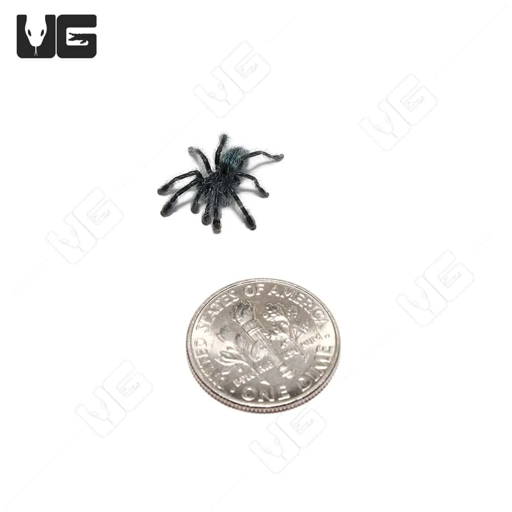 Antilles Pinktoe Tarantula (.25 β .75β) - Image 2