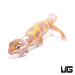 Juvenile Aptor Leopard Gecko