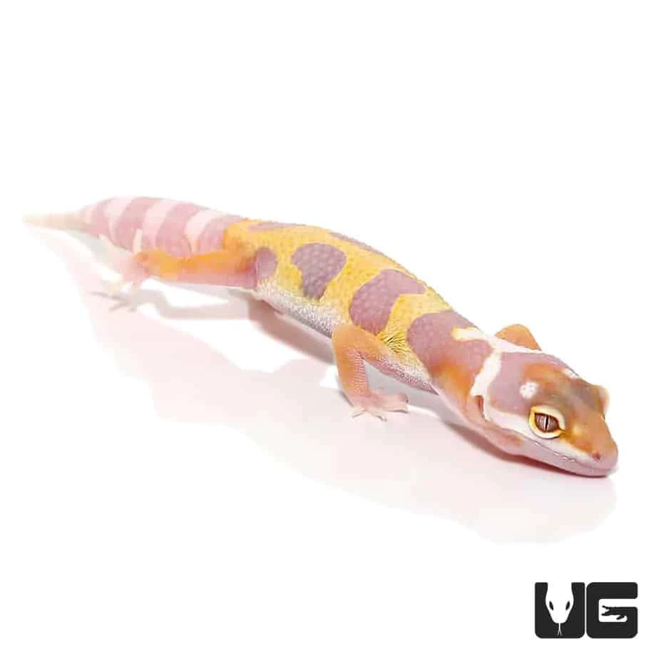 Juvenile Aptor Leopard Gecko - Image 2