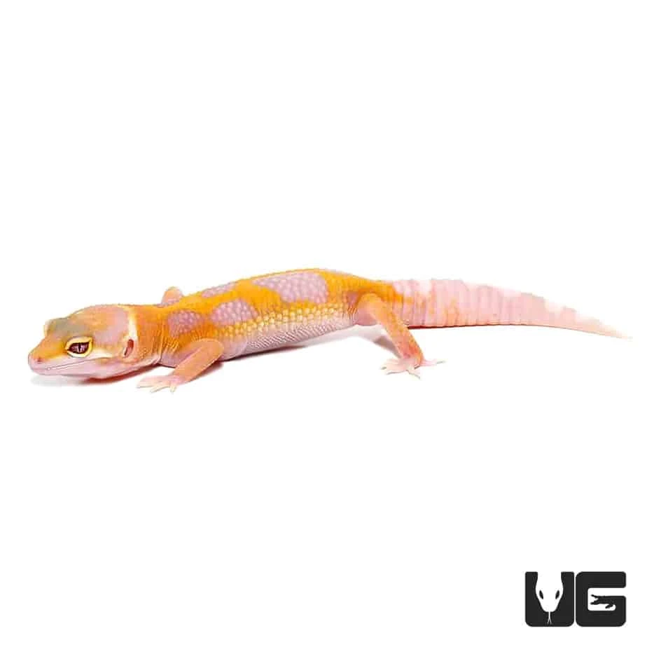Juvenile Aptor Leopard Gecko - Image 3