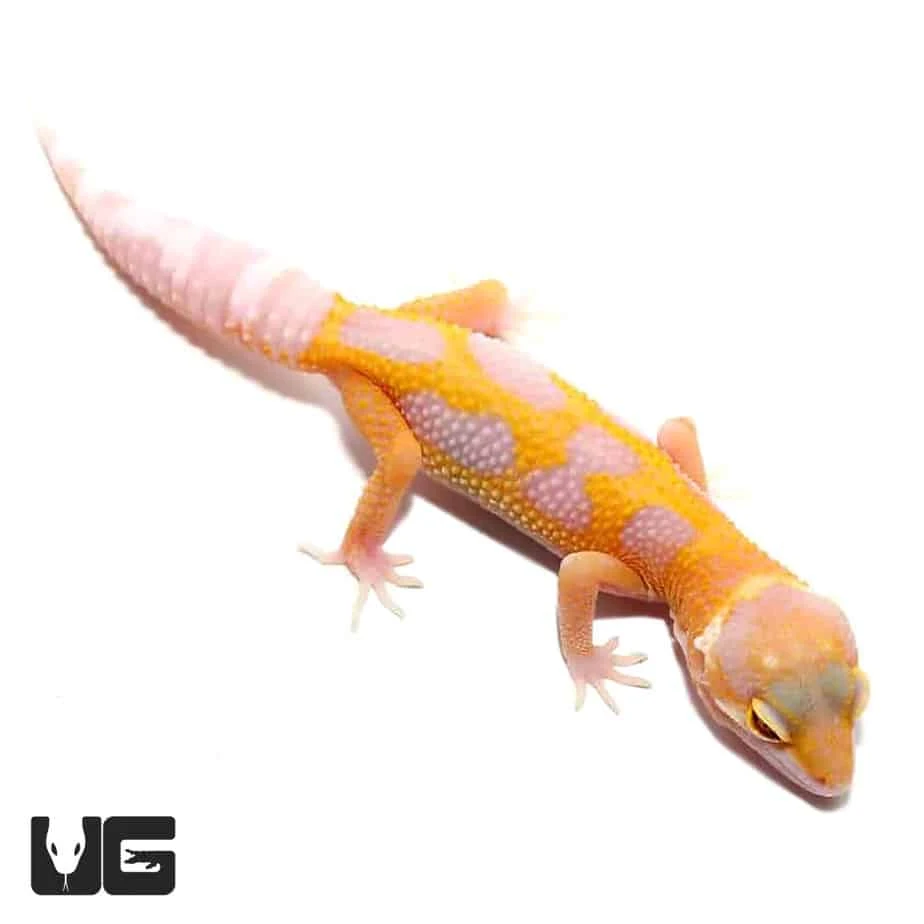 Juvenile Aptor Leopard Gecko - Image 4