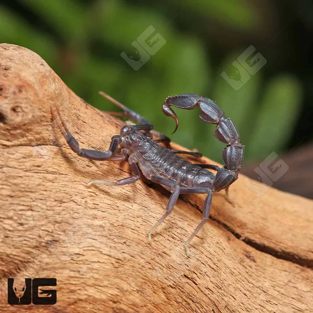 Arabian Fat Tail Scorpion - Image 3