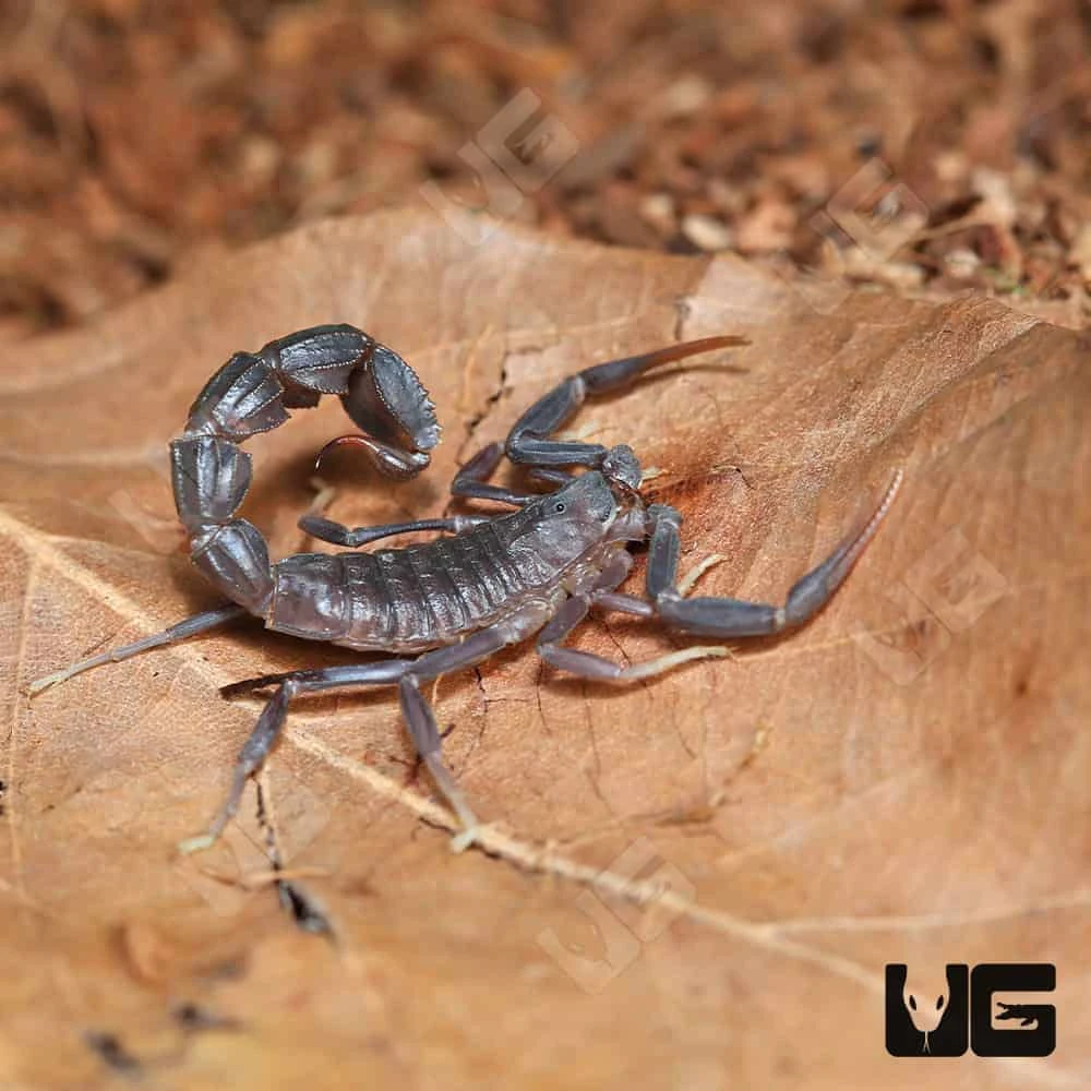 Arabian Fat Tail Scorpion - Image 2