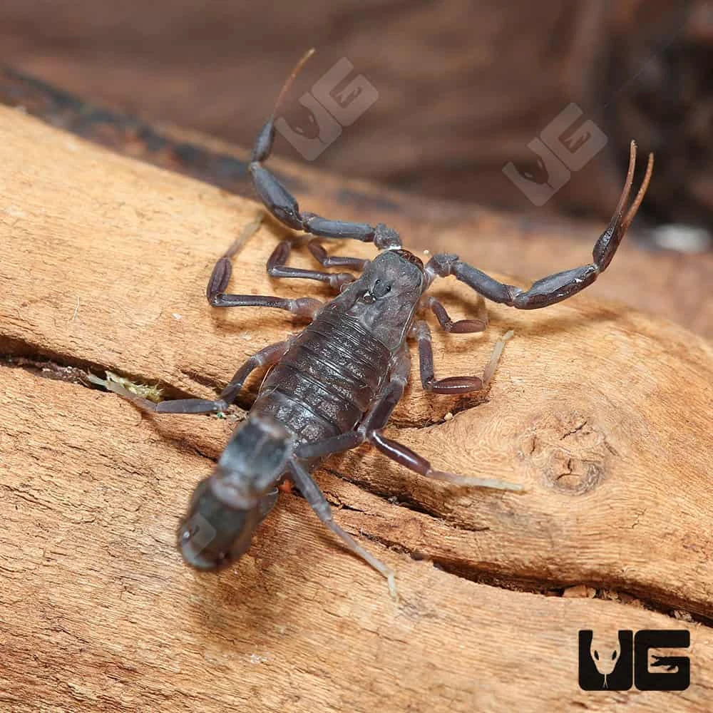 Arabian Fat Tail Scorpion - Image 4