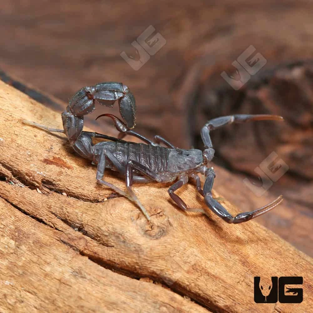 Arabian Fat Tail Scorpion