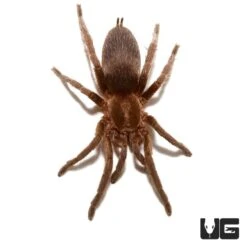 Argentine Copper Dwarf Tarantula (.5 – 1”)