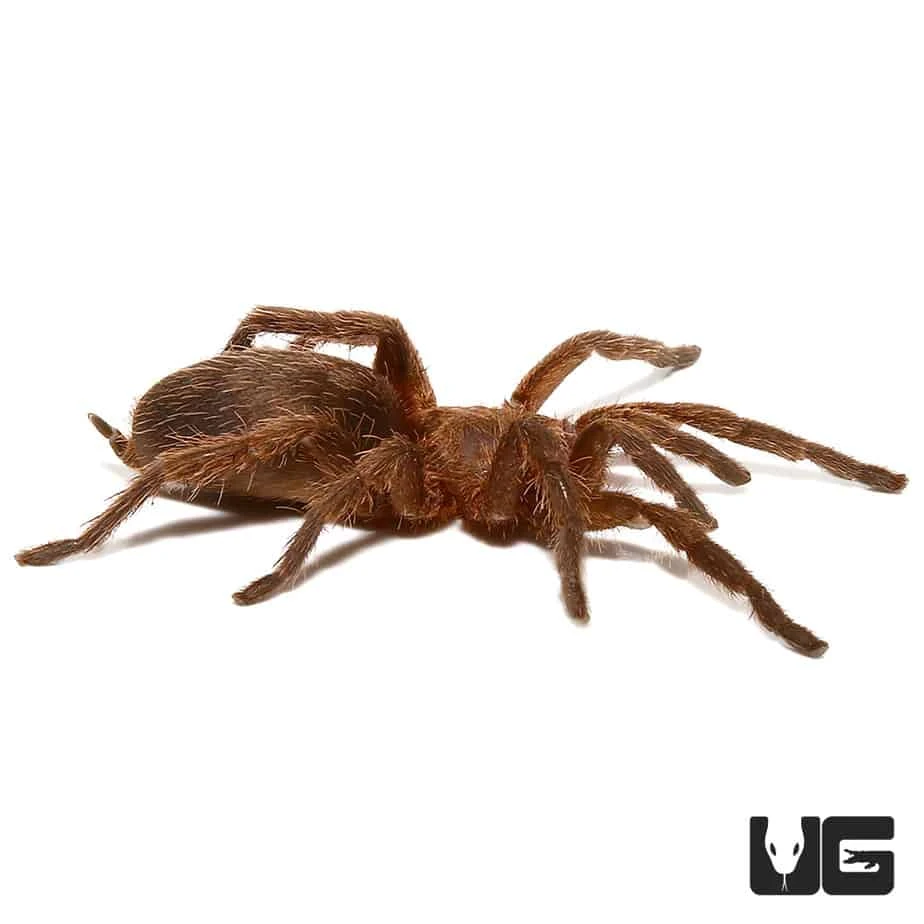 Argentine Copper Dwarf Tarantula (.5 – 1”) - Image 2