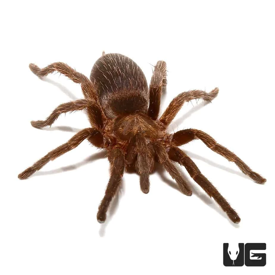 Argentine Copper Dwarf Tarantula (.5 – 1”) - Image 3