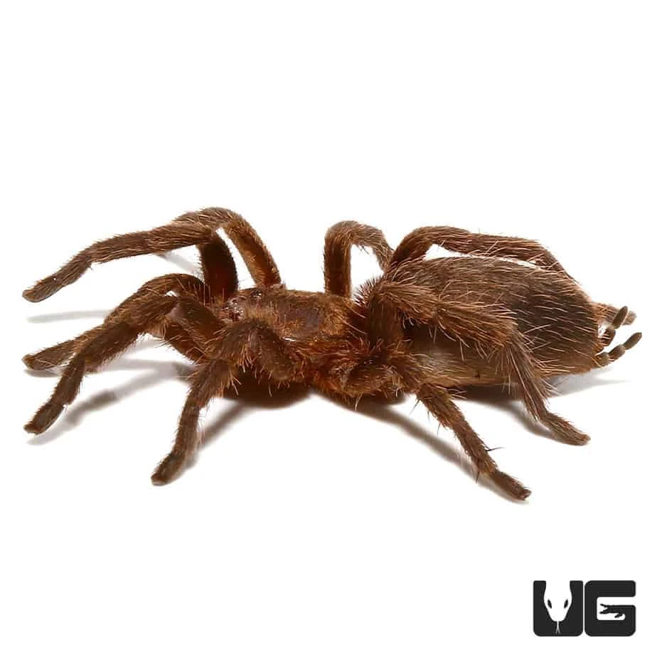 Argentine Copper Dwarf Tarantula (.5 – 1”) - Image 4