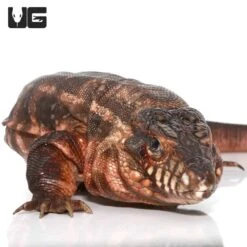 Female Argentine Red Tegu