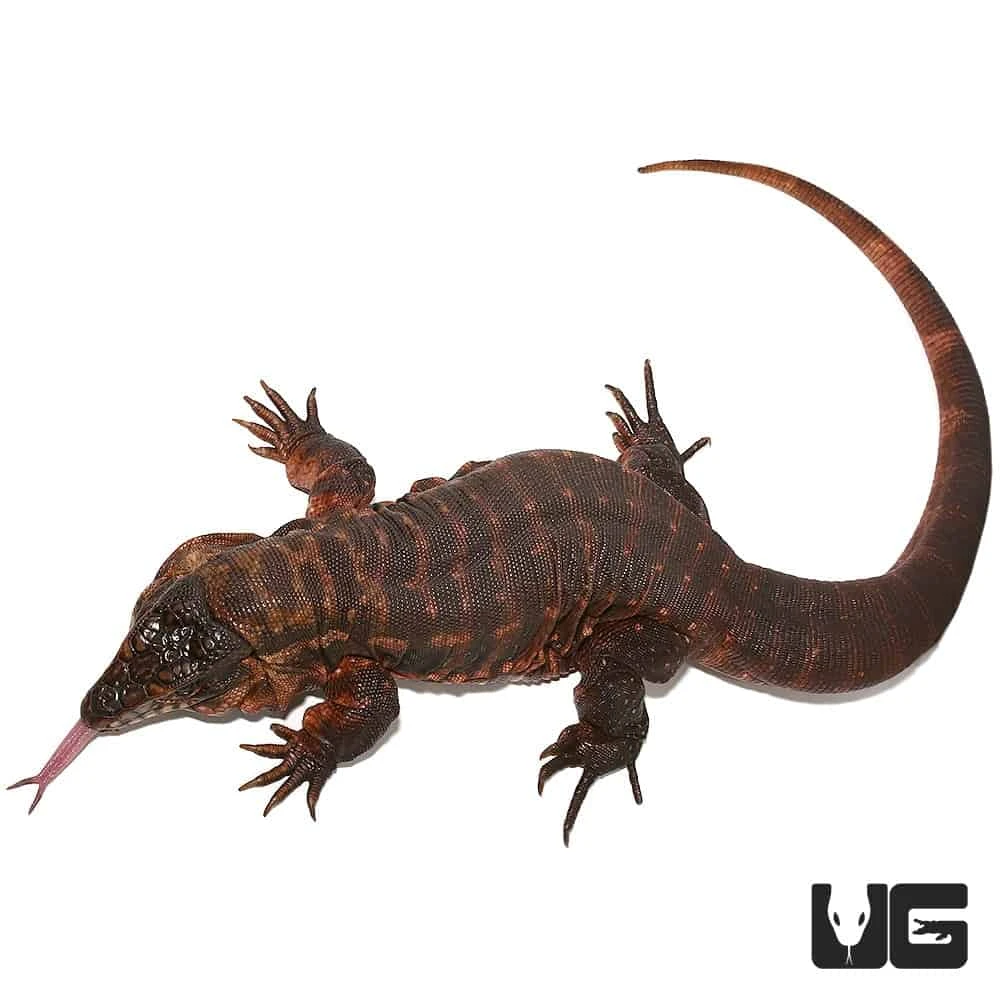 Female Argentine Red Tegu - Image 2