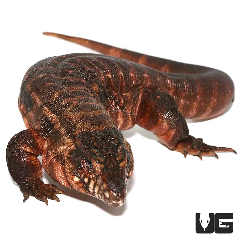 Female Argentine Red Tegu - Image 3