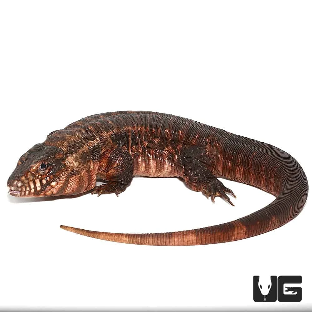 Female Argentine Red Tegu - Image 4