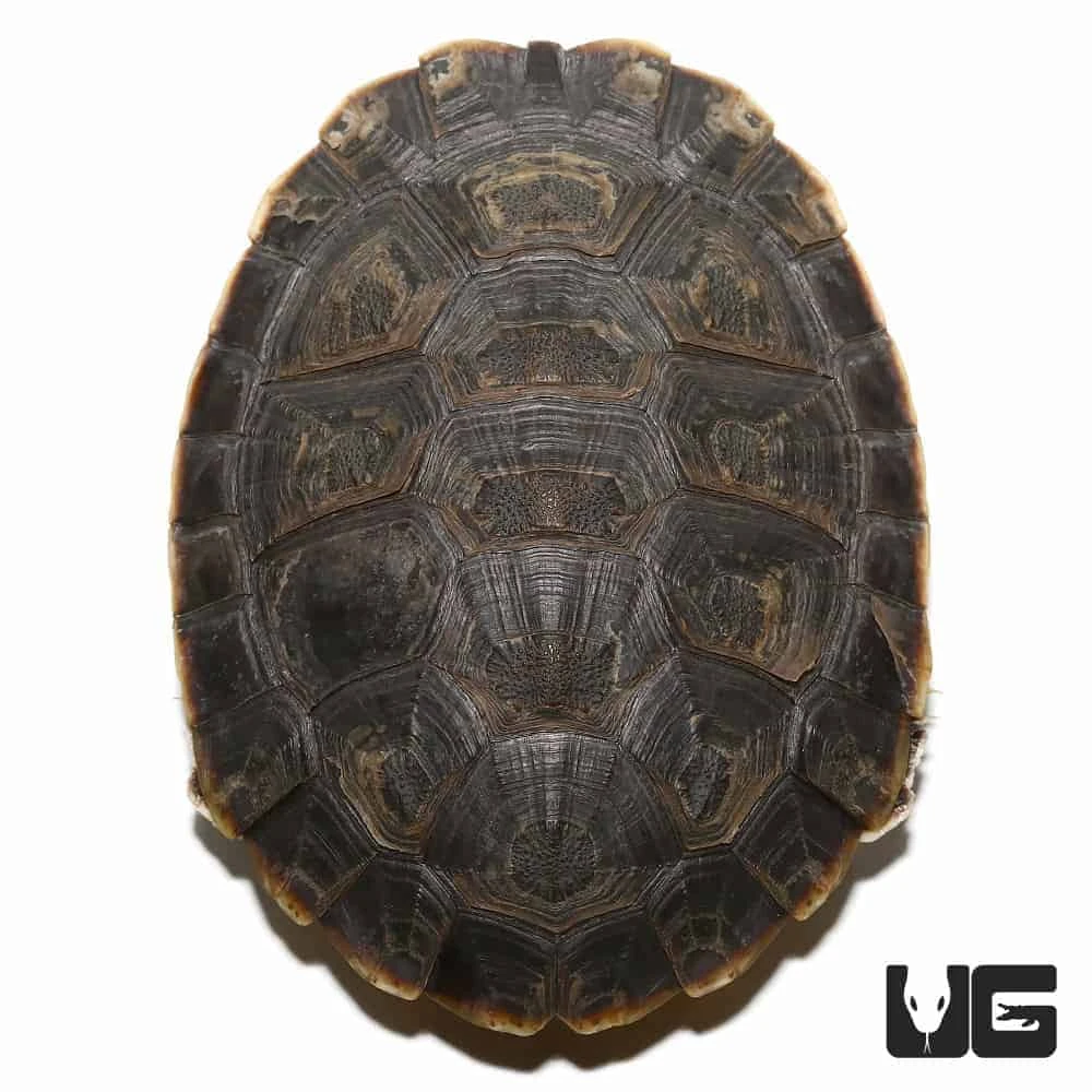 Argentine Sideneck Turtle - Image 2