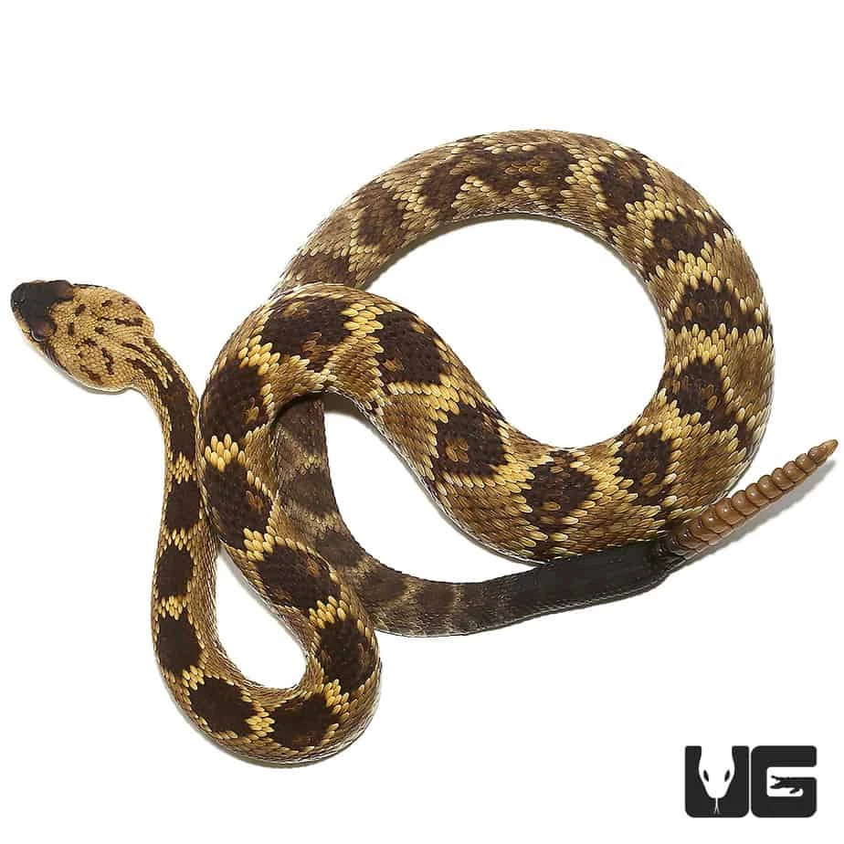 Arizona Blacktail Rattlesnake - Image 2