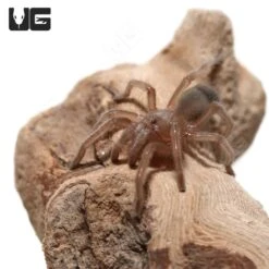 Arizona Blonde Tarantula (.25 – .75”)