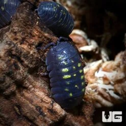 Armadillidium Granulatum Isopods