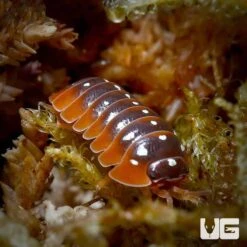 Armadillidium Klugii Montenegro Isopods