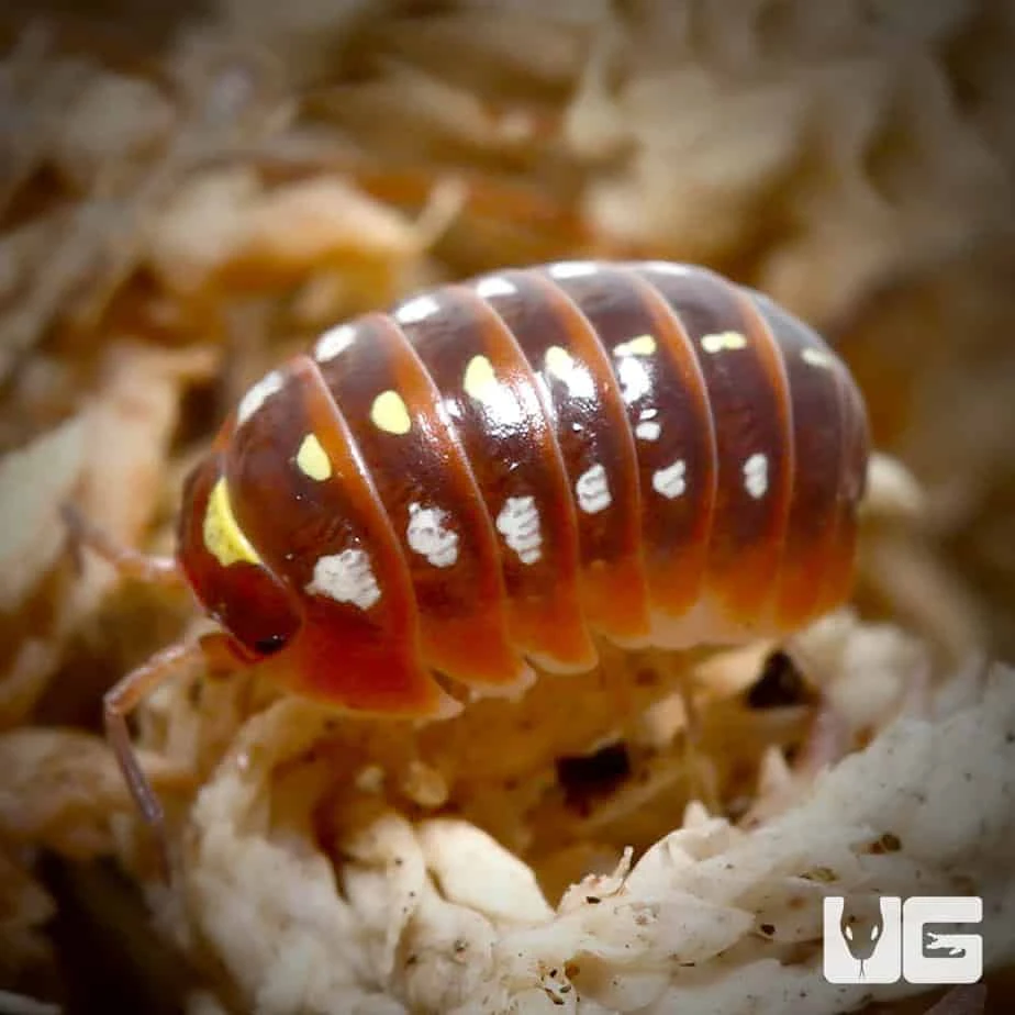 Armadillidium Klugii Montenegro Isopods - Image 2