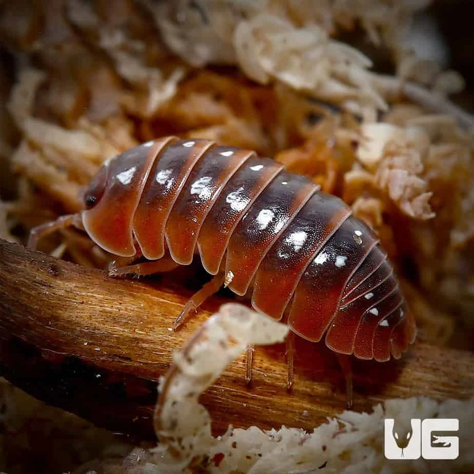 Armadillidium Klugii Montenegro Isopods - Image 3
