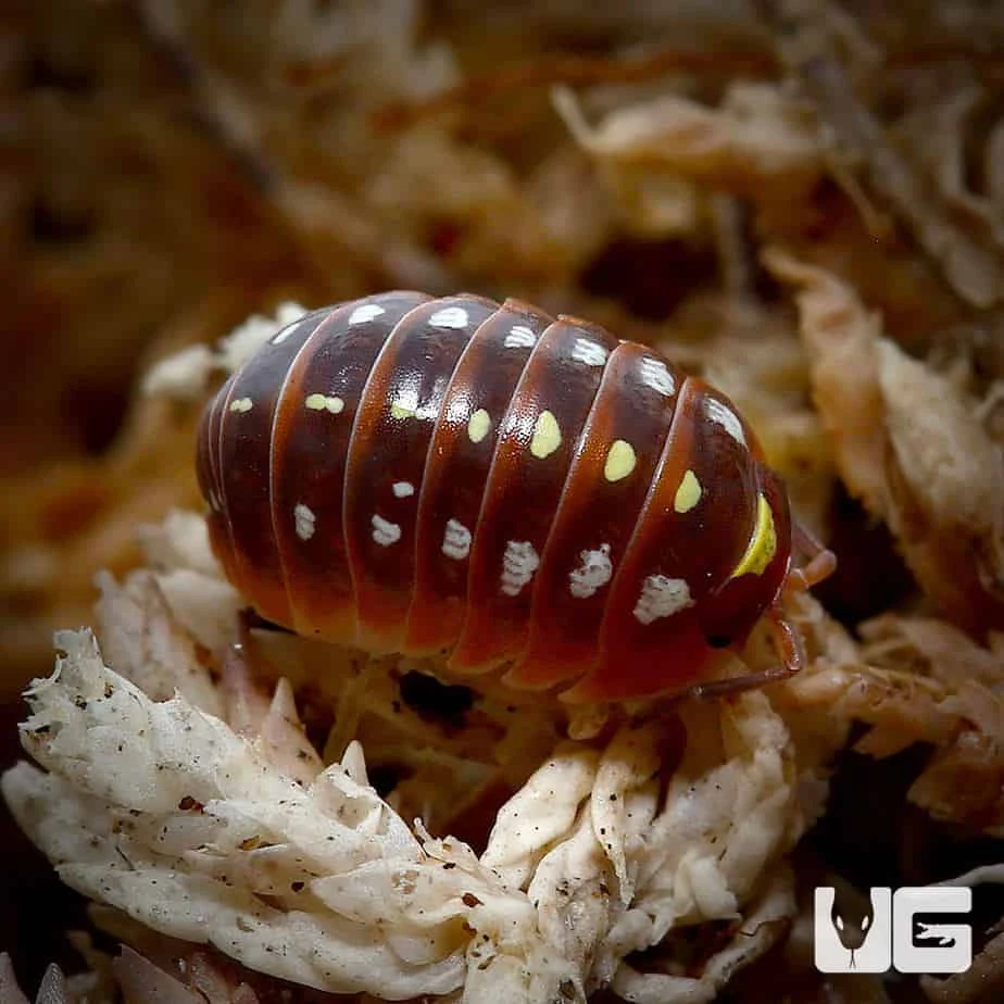 Armadillidium Klugii Montenegro Isopods - Image 4