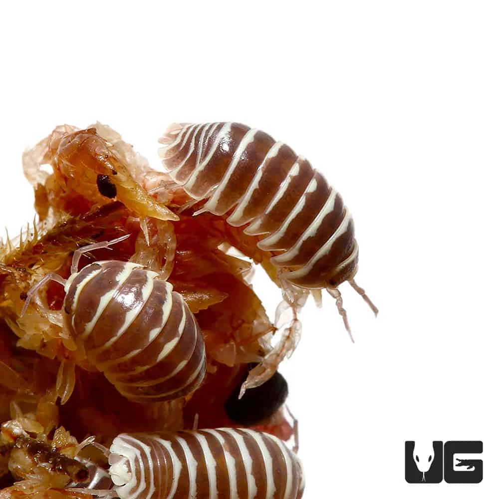 Armadillidium Maculatum Chocolate Isopods