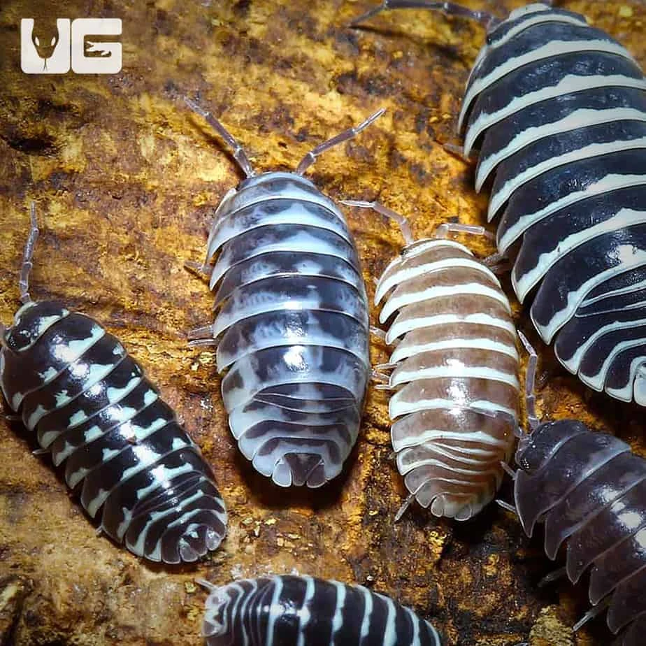 Armadillidium Maculatum Color Mix Isopods